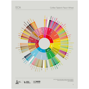 Inglés - Póster de la Rueda de Sabores para Catadores de Café - SCA ESPRESSO GEAR